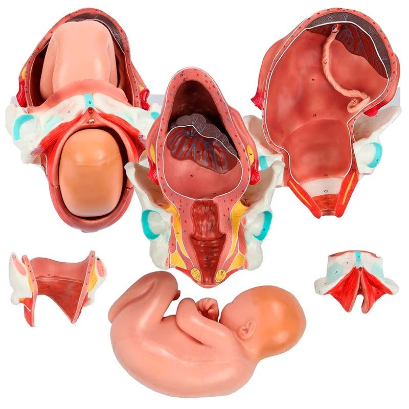 Birthing Stages Model