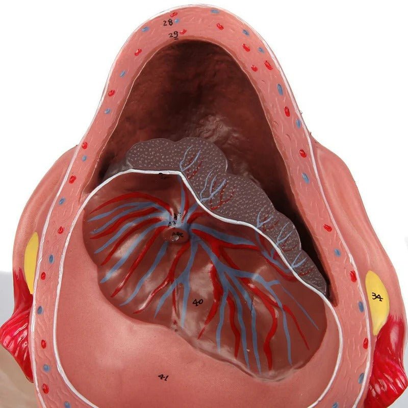 Birthing Stages Model