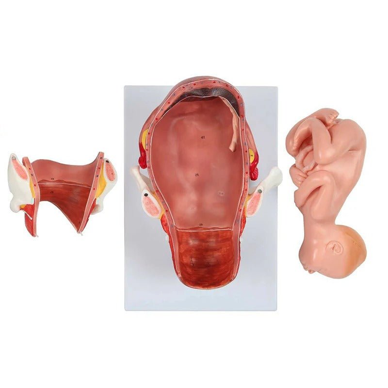 Birthing Stages Model