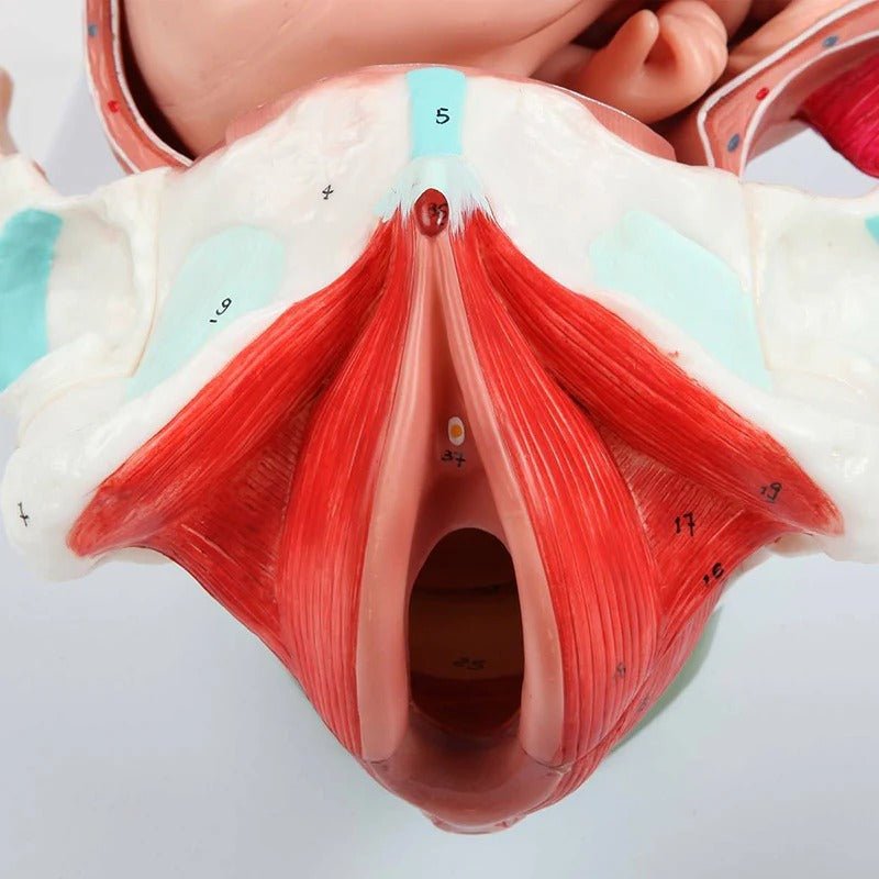 Birthing Stages Model