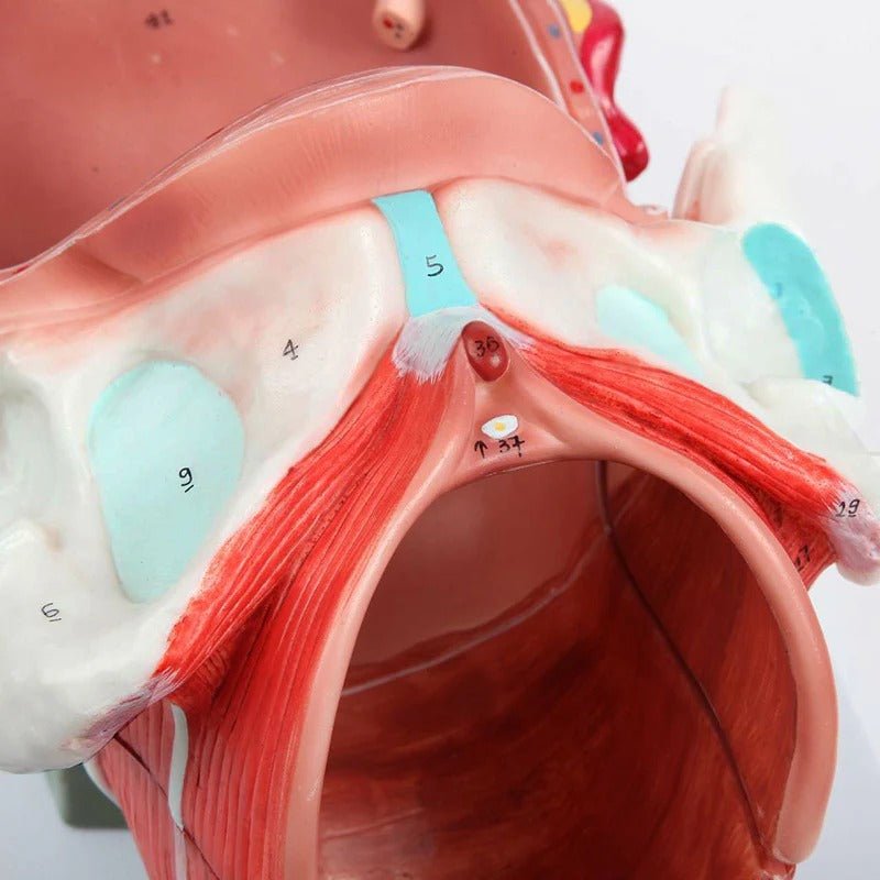Birthing Stages Model