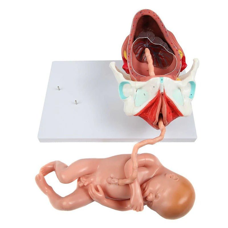 Birthing Stages Model