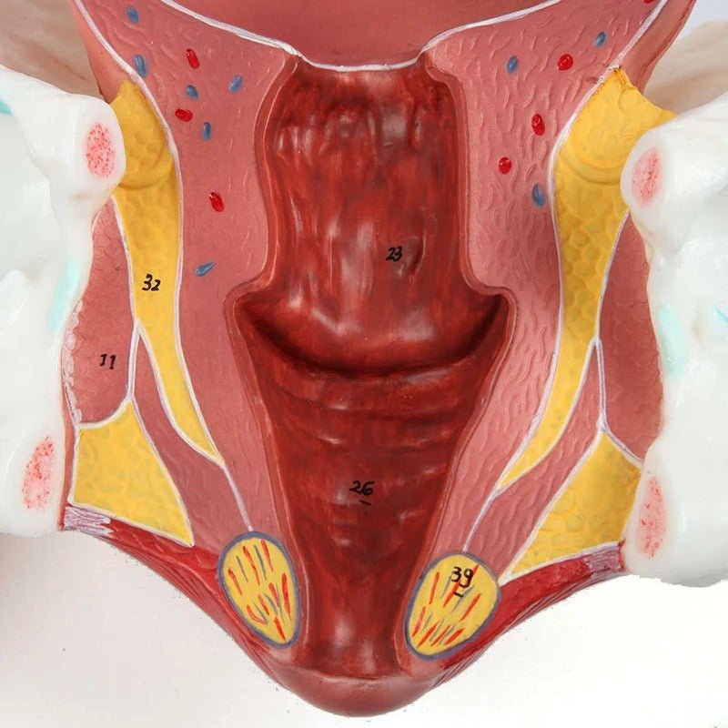 Birthing Stages Model