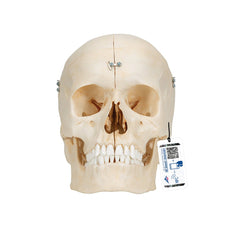 BONElike™ Human Bony Skull Model, 6 part