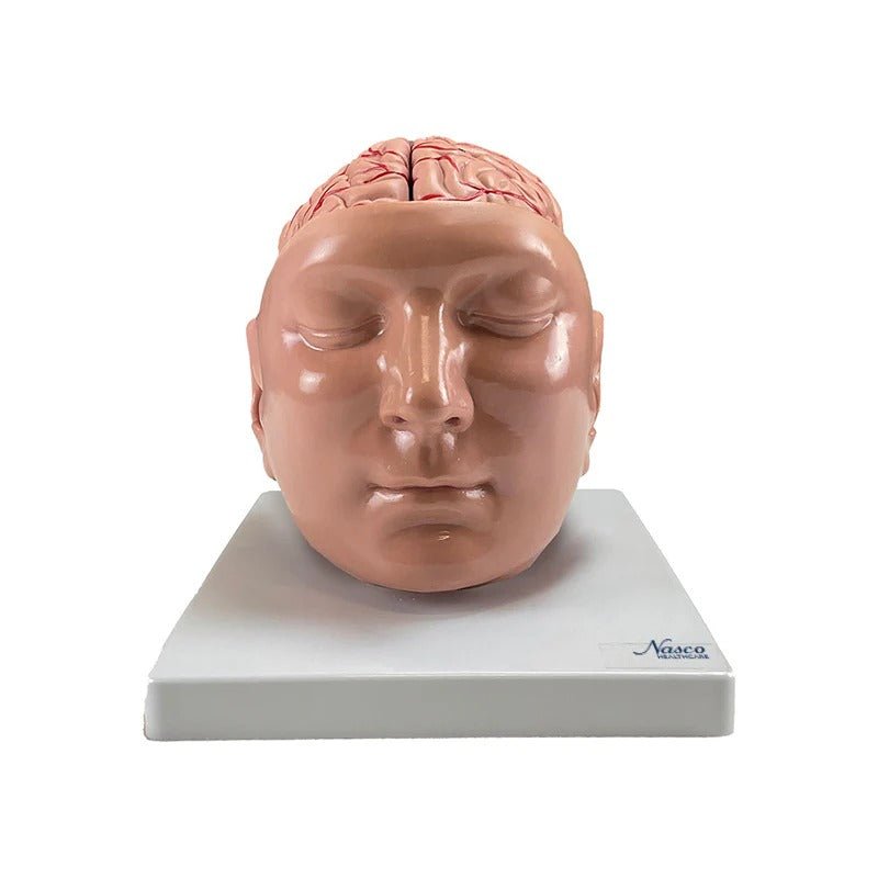 Brain with Arteries Model, 9 Parts