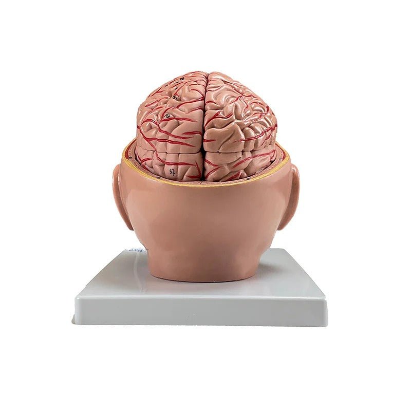 Brain with Arteries Model, 9 Parts