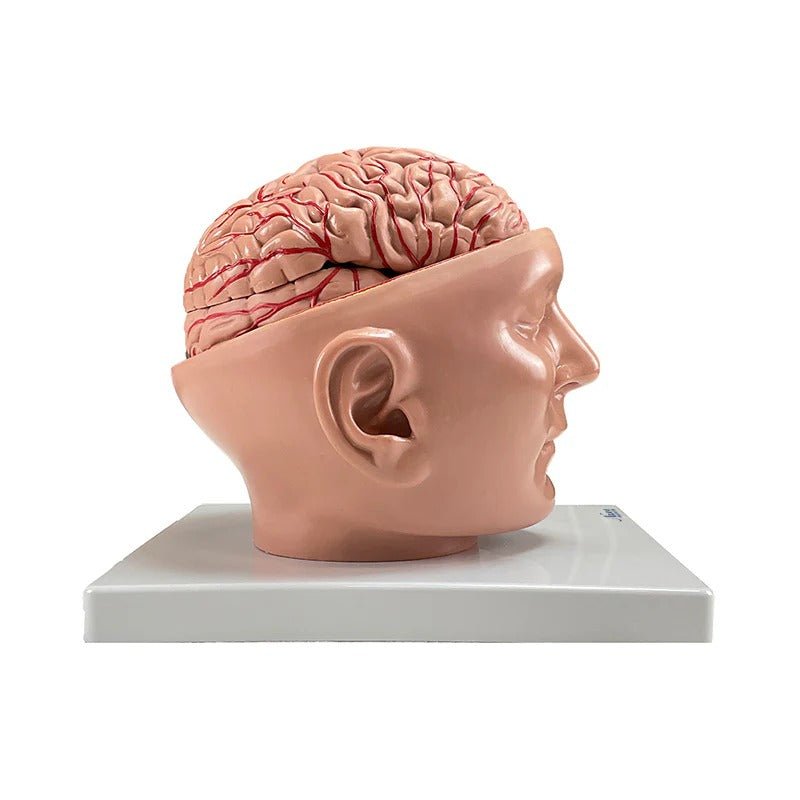 Brain with Arteries Model, 9 Parts