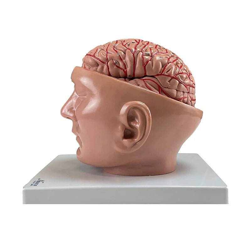 Brain with Arteries Model, 9 Parts