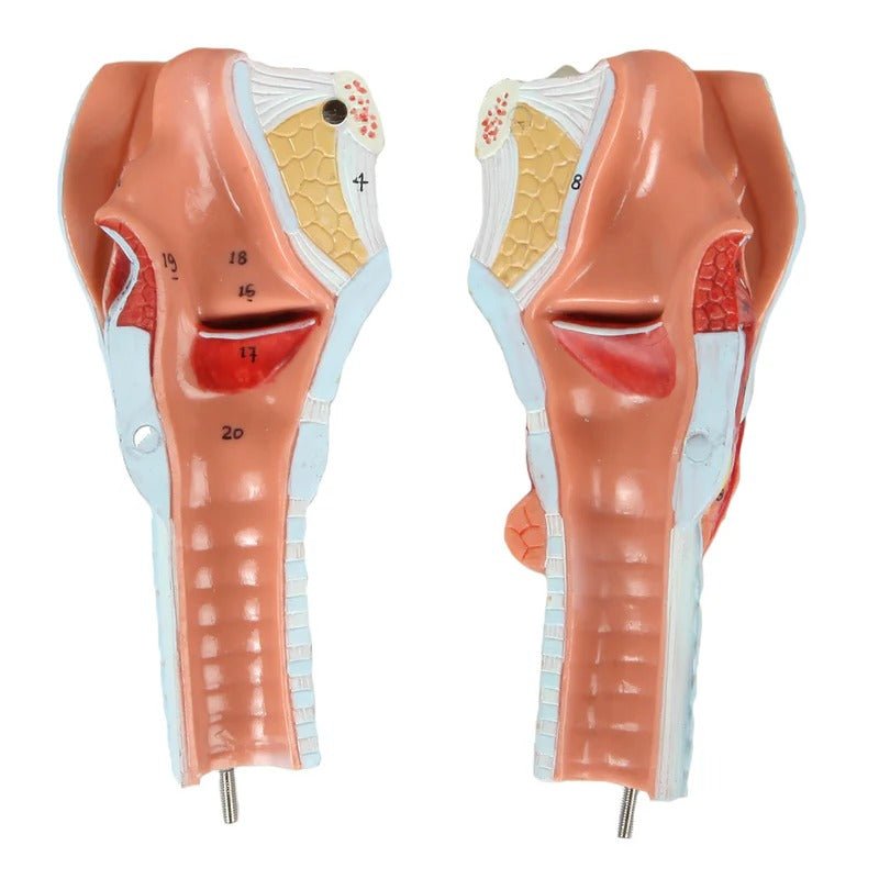 Bronchial Tree with Larynx Model