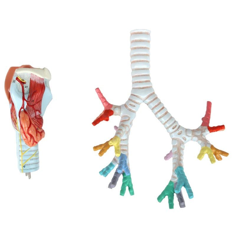 Bronchial Tree with Larynx Model