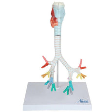 Bronchial Tree with Larynx Model