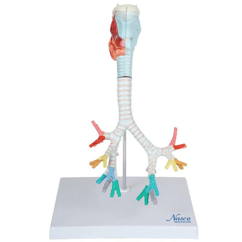 Bronchial Tree with Larynx Model