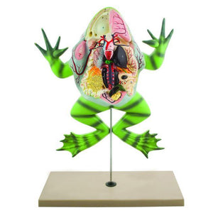 Bull Frog Model with Open Back