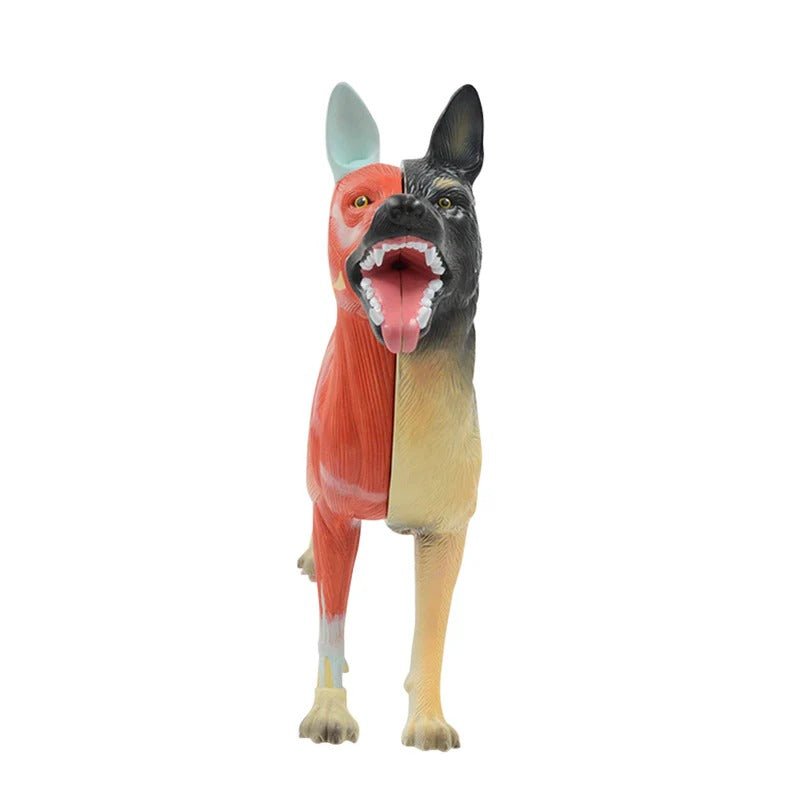 Canine Anatomy Model, 11-Parts
