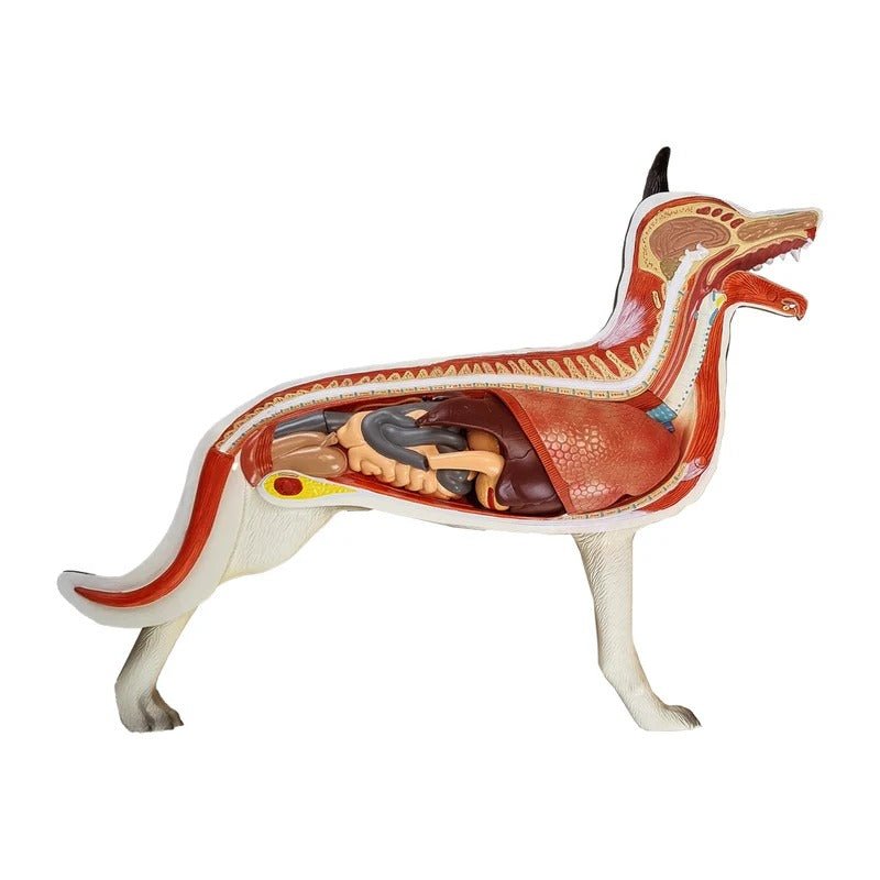 Canine Anatomy Model, 11-Parts