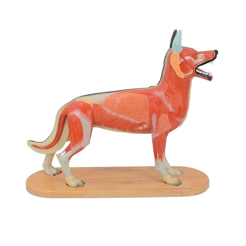 Canine Anatomy Model, 11-Parts