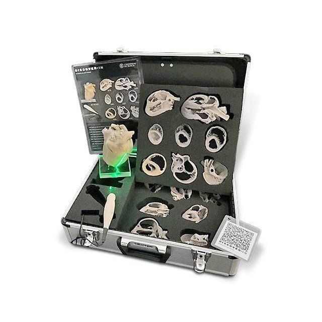 Canine Echocardiography Kit