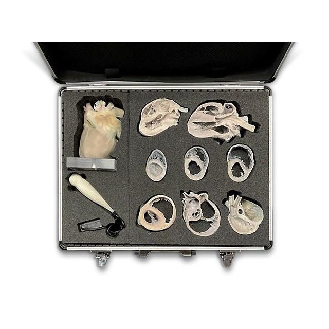 Canine Echocardiography Kit