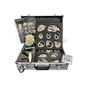 Canine Echocardiography Kit