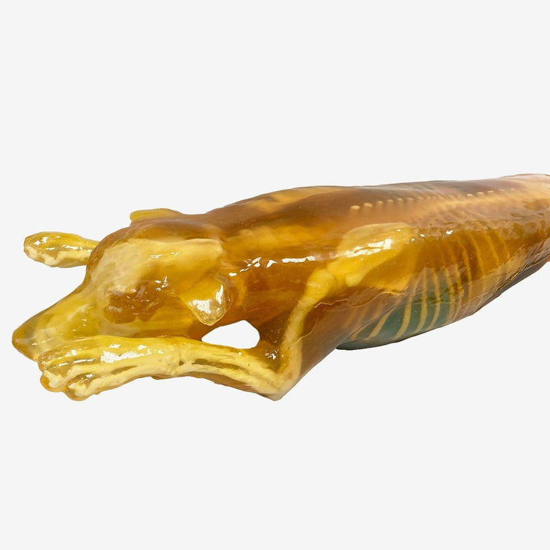 Canine Phantom for Ultrasound