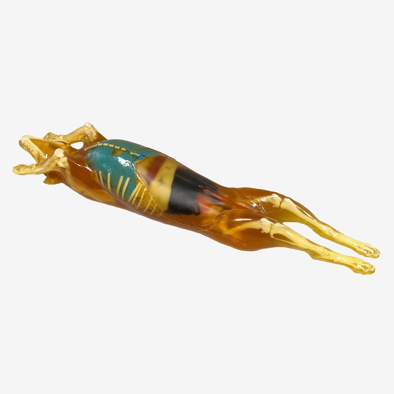 Canine Phantom for Ultrasound