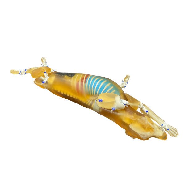 Canine Phantom for X-Ray CT, US, MRI