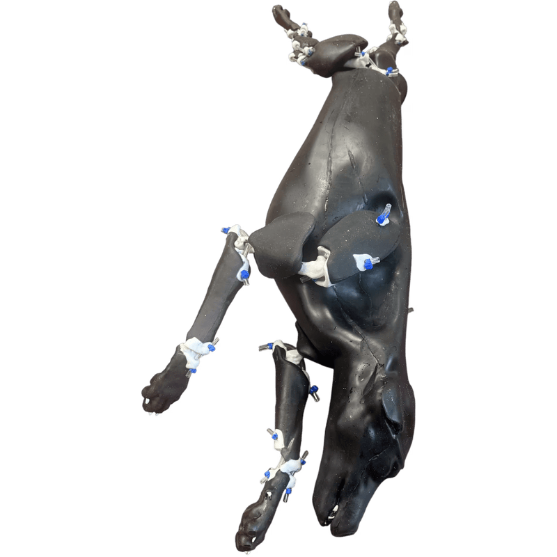 Canine Phantom for X-Ray CT, US, MRI