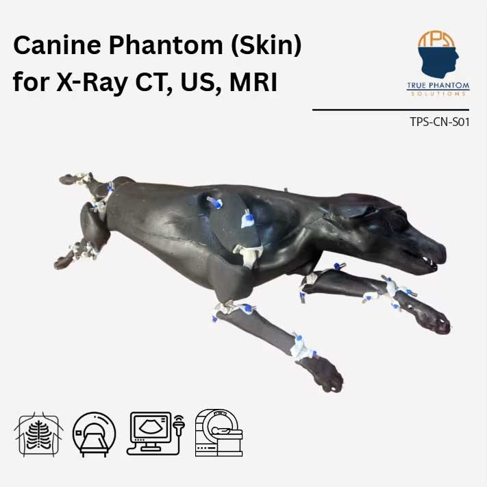 Canine Phantom for X-Ray CT, US, MRI