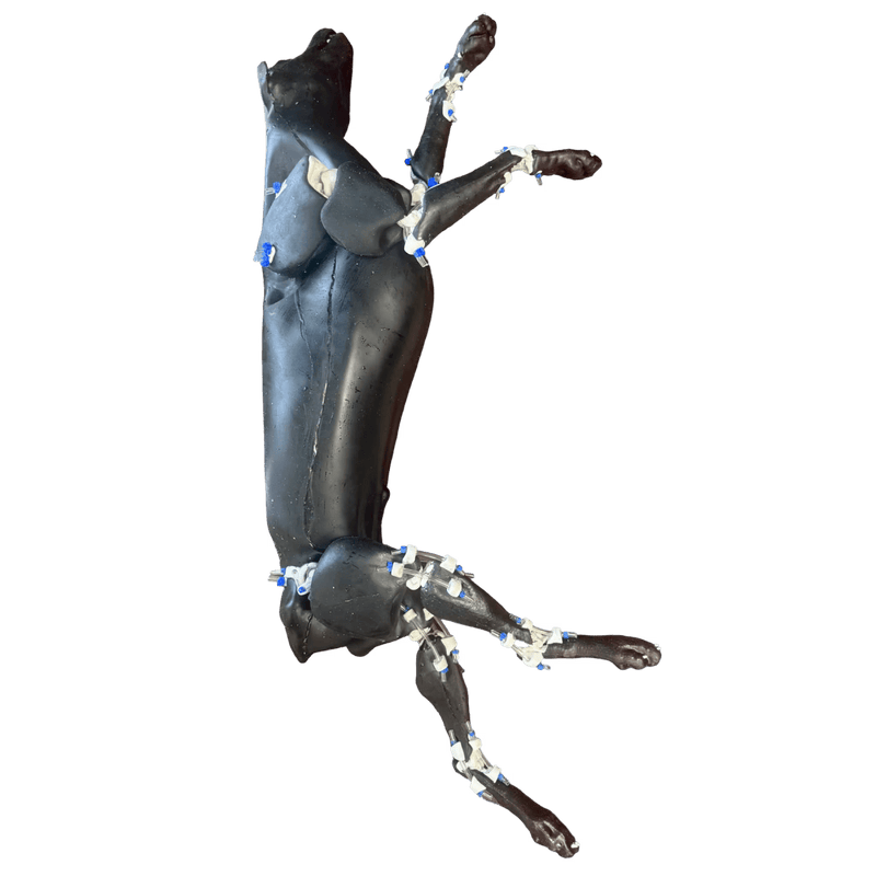Canine Phantom for X-Ray CT, US, MRI