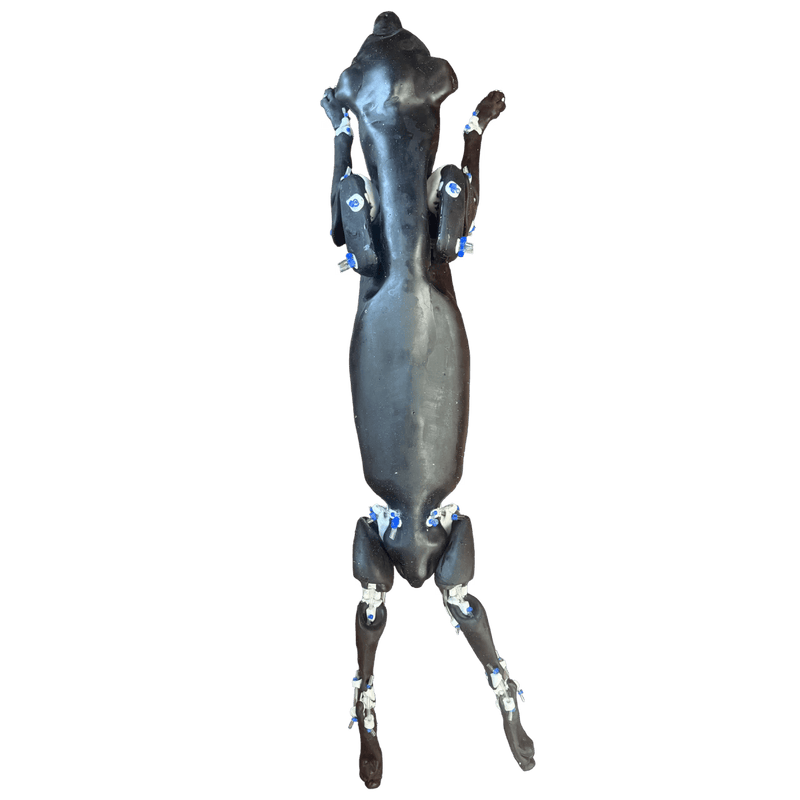 Canine Phantom for X-Ray CT, US, MRI