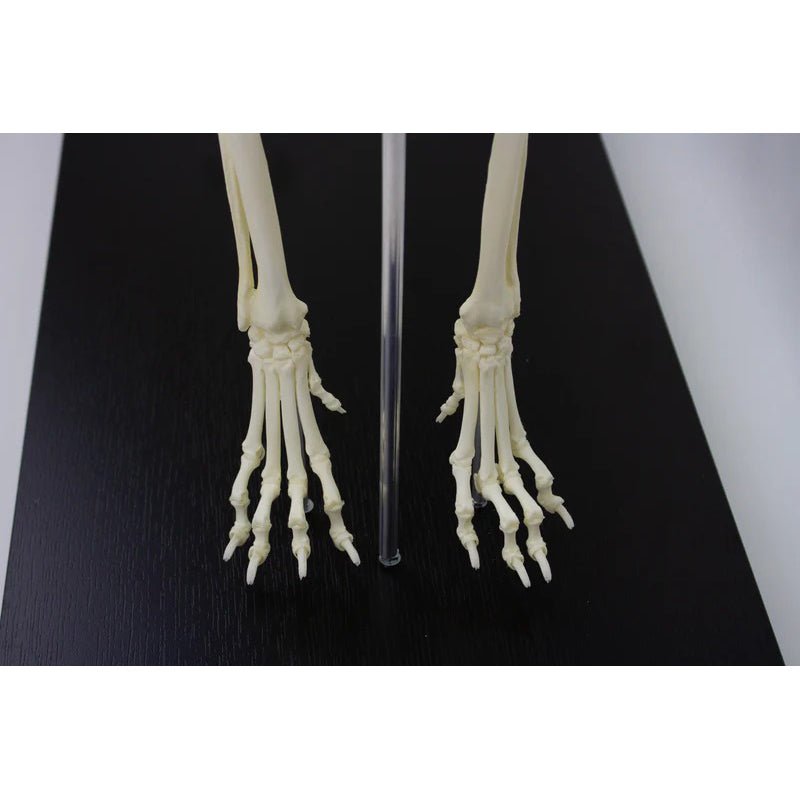 Canine Skeleton