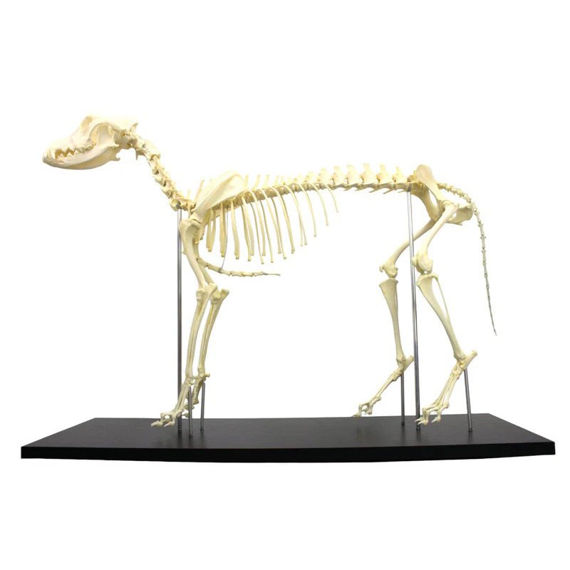 Canine Skeleton