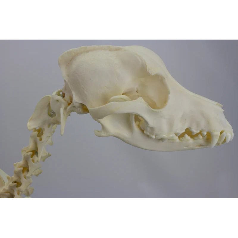 Canine Skeleton