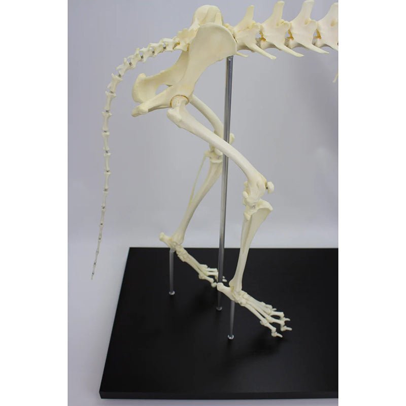 Canine Skeleton
