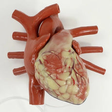 Cannulatable Larger Heart