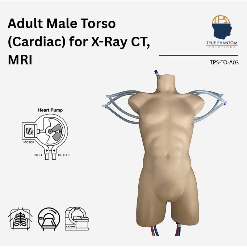 Cardiac Adult Torso with Heart Pump for X-Ray CT and MRI