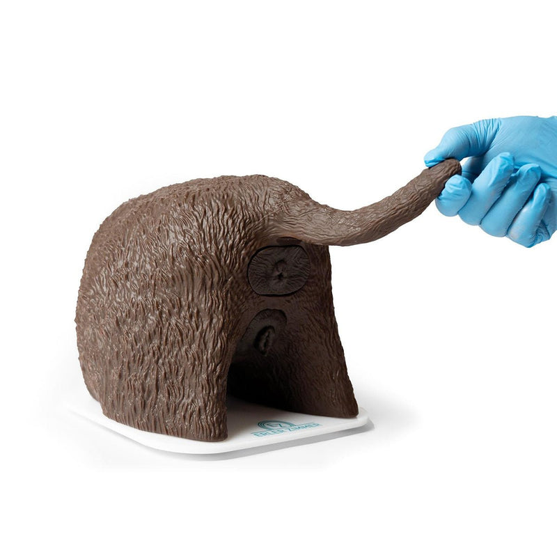 “Cathy” Female Dog Catheterization Simulator