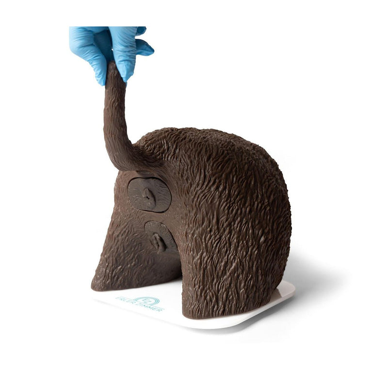 “Cathy” Female Dog Catheterization Simulator