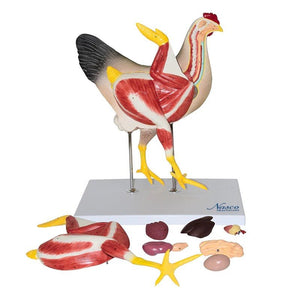 Chicken Anatomy Model, 8-Parts