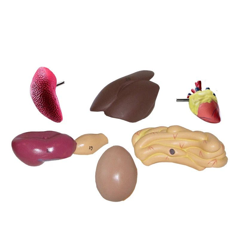 Chicken Anatomy Model, 8-Parts