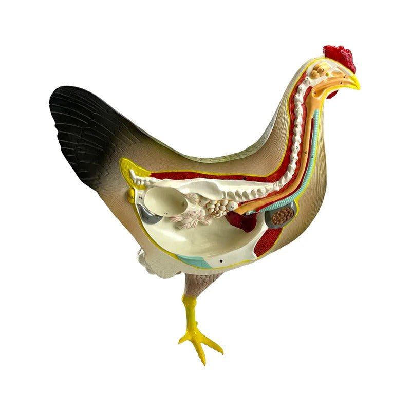 Chicken Anatomy Model, 8-Parts