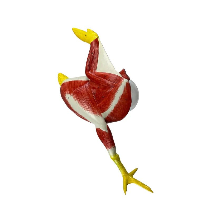 Chicken Anatomy Model, 8-Parts