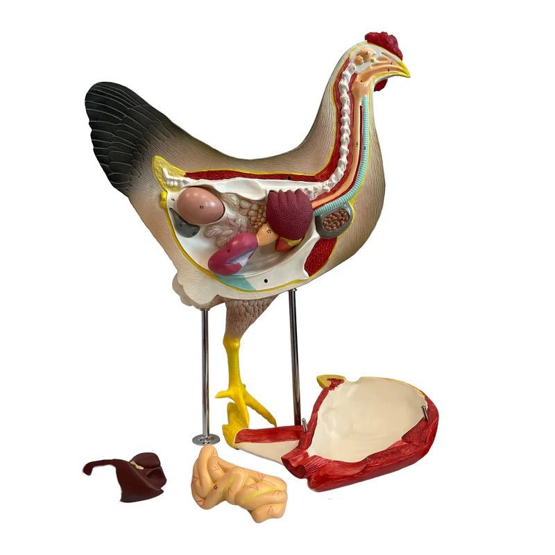 Chicken Anatomy Model, 8-Parts