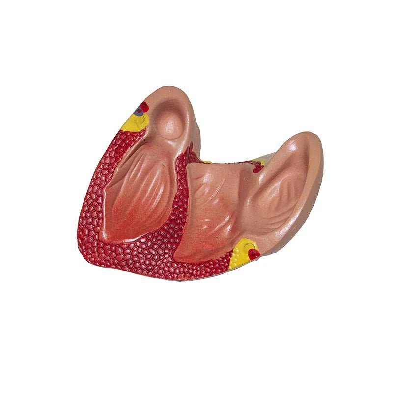 Circulatory System Model, Half Life Size