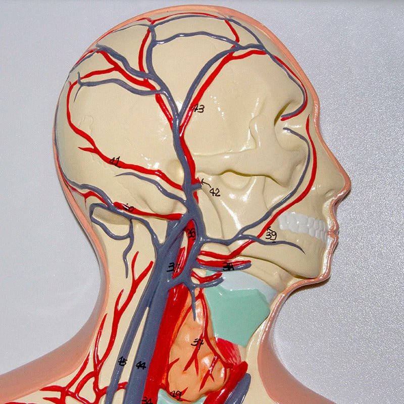 Circulatory System Model, Half Life Size