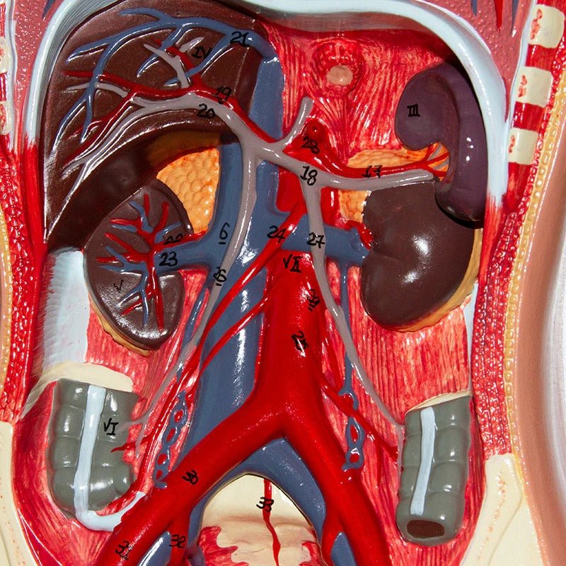Circulatory System Model, Half Life Size