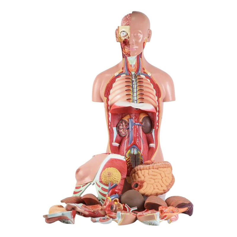 Classic Dual-Sex Torso with Opened Neck & Back Model, 28 Parts