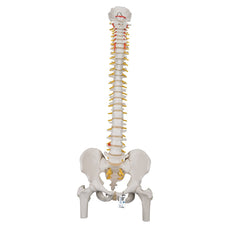 Classic Flexible Spine Model with Femur Heads