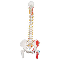 Classic Flexible Spine Model with femur heads and painted muscles