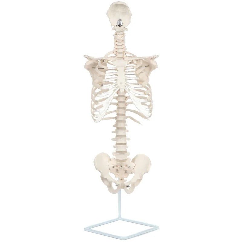Classic Flexible Spine with Ribs Model